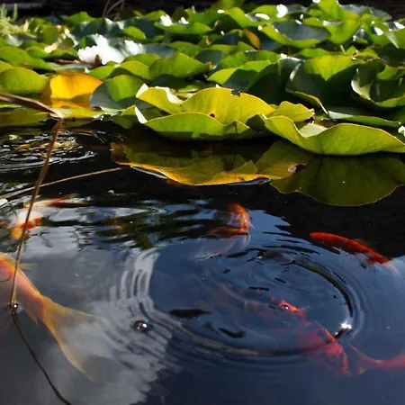 Lägenhet In - Balaton 18964 *